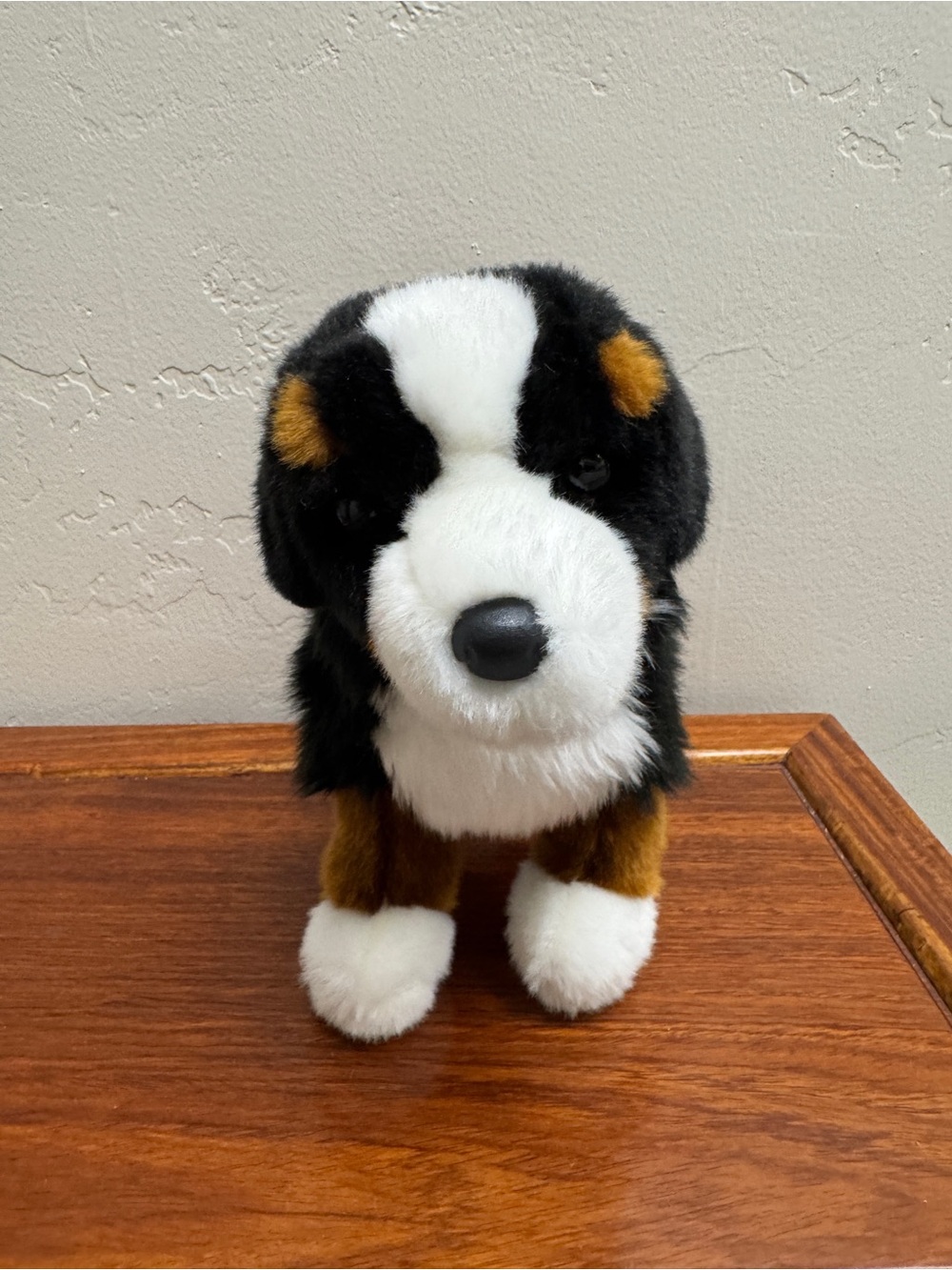 Douglas Bernese Mountain Dog